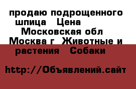 продаю подрощенного шпица › Цена ­ 8 000 - Московская обл., Москва г. Животные и растения » Собаки   